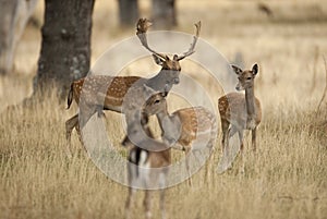 Fallow Deers, Dama dama, Spain photo