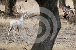 Fallow Deers, Dama dama, Spain, rare white photo