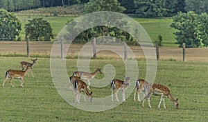 Fallow deers on meadow in Krkonose mountains