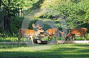 Fallow deers