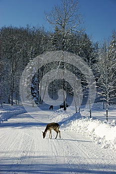 Fallow Deers on a Snowy Road