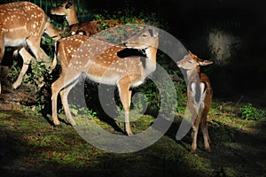 Spotted  Deers