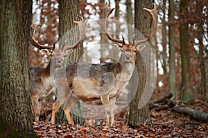 Fallow - fallow deer. Dama dama  Beautiful natural background with animals. Forest and sunset