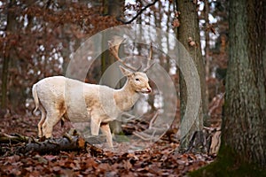 Fallow - fallow deer. Dama dama  Beautiful natural background with animals. Forest and sunset