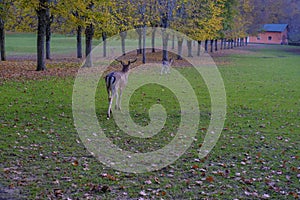 Fallow male deer from behind running through the autumn park covered with fallen leaves. Autumn wildlife nature.