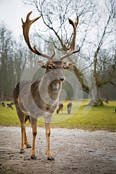 Fallow male deer in the forest, wildlife of Europe