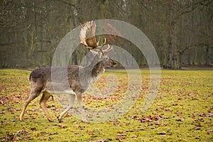 Fallow male deer in the forest, wildlife of Europe