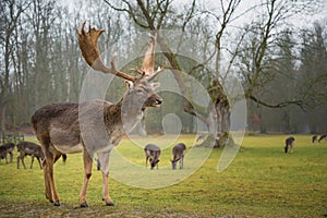 Fallow male deer in the forest, wildlife of Europe