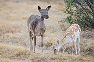 Fallow Mother and Fawn