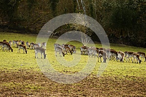 Fallow park deer in Bovey Castle grounds