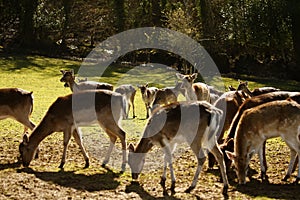 Fallow park deer in Bovey Castle grounds