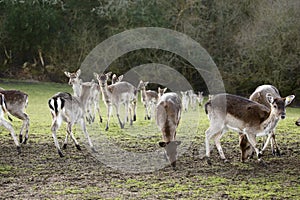 Fallow park deer in Bovey Castle grounds