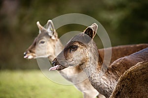 Fallow park deer in Bovey Castle grounds