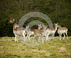 Fallow park deer in Dartington Deer Park grounds