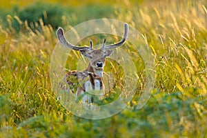 Fallow spotted stag with antlers turned back and looking at the camera in a lea on a summer day