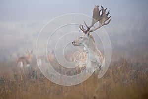 Fallow stag looking for hinds