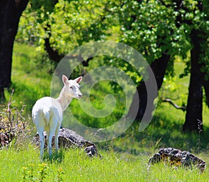 Fallow White Deer in a Field