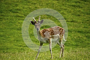 Fallow young male prickett in spotted summer coat