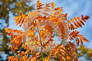 Falls Beauty nature scene. Autumnal Park, Autumn Trees, Autumn forest in Seasonal nature