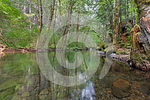 Falls Creek Forest