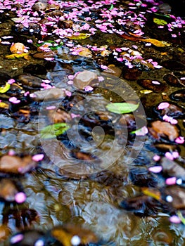 Falls flower to running wate