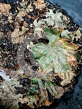 Falls vine leaves in rainy season, make own composting.