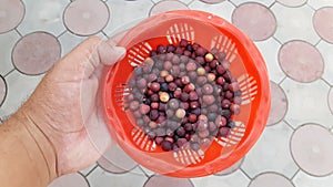 Falsa fruit berries