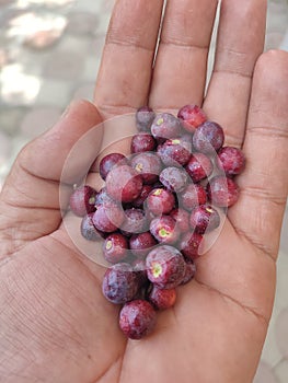 Falsa fruit in the hand
