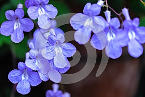 False african violet or Streptocarpus saxorum with bright blue flowers on dark green background
