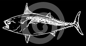 False albacore little tunny tuna fishing on black background