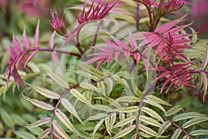 False Ash Spirea Bush in Early Spring