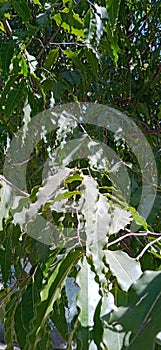 False Ashoka Tree Monoon longifolium  Leaves Closeup