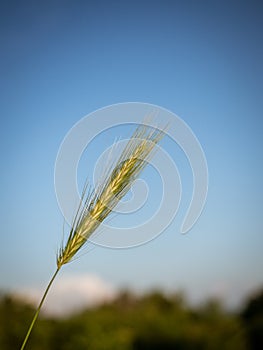 False barley - Hordeum murinum