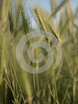 False barley - Hordeum murinum - field