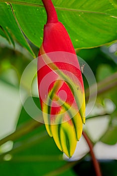 False Bird of Paradise flower, heliconia rostrata. Also known as wild plantains and lobster claws, Mauritius, Africa