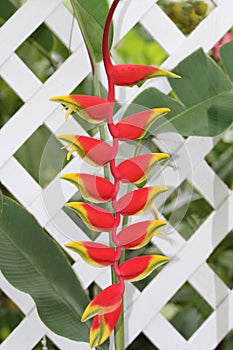 False Bird of Paradise on a White Fence.