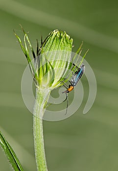 False blister beetle (Heliocis repanda) insect on flower bud.