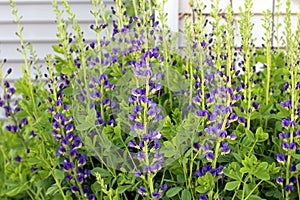 False Blue Indigo blooming in a Wisconsin garden