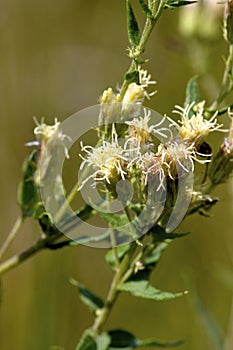 False Boneset  605274