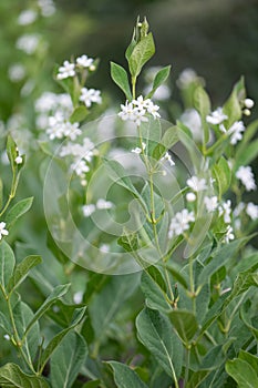 False Bush Stephanotis, Cynanchum ascyrifolium, flowering plant