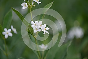 False Bush Stephanotis, Cynanchum ascyrifolium, flowers