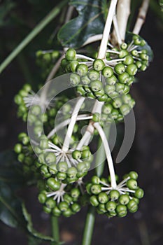 False castor oil plant