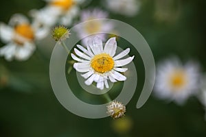 False chamomile, Boltonia asteroides
