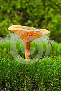 False chanterelle