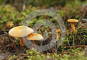 False chanterelle, Hygrophoropsis aurantiaca.