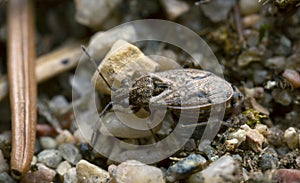 False chinch bug Nysius in natural environment