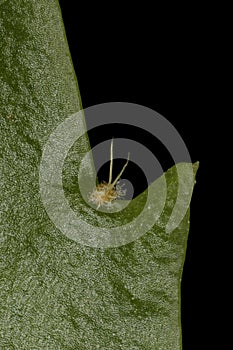 False Christmas Cactus Schlumbergera truncata. Areole Closeup photo