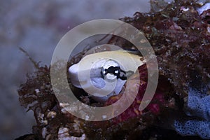 False Cleanerfish Aspidontus taeniatus