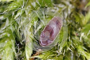 False click beetle indoors (Trixagus sp). A tiny beetle that develops in decaying wood overgrown with mycelium frass
