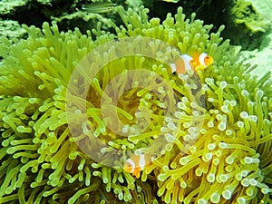 False Clown Anemone Fish Swimming in the Anemone Flower under Andaman sea, Thailand